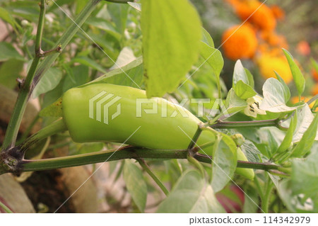 Banana pepper on tree in farm Banana pepper on tree in farm 114342979