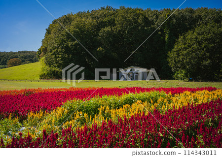 秋季森林公園盛開的羽毛雞冠花 114343011