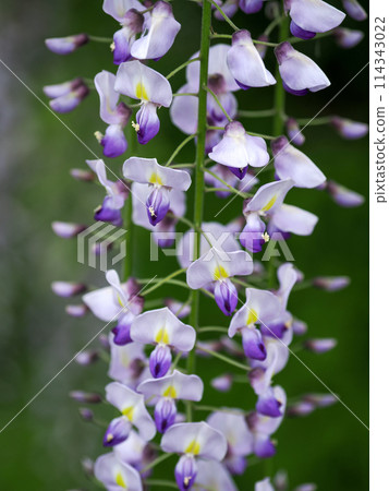 紫藤花的景觀 紫藤花的景觀 114343022