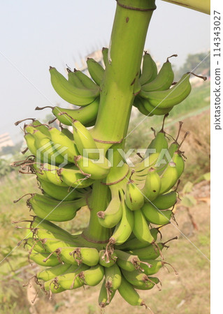 Raw Bananas bunch on farm for harvest 114343027