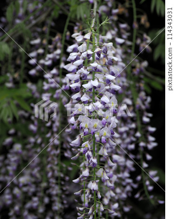 A landscape with wisteria's flowers A landscape with wisteria's flowers 114343031
