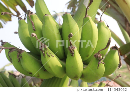 Raw Bananas bunch on farm for harvest 114343032