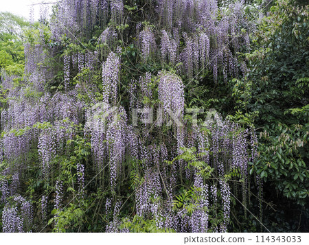 Wisteria of Niho Consistent Field, Yamaguchi City 114343033