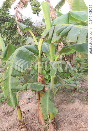 Raw Bananas bunch on farm for harvest Raw Bananas bunch on farm for harvest 114343035
