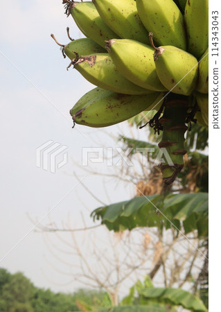 Raw Bananas bunch on farm for harvest Raw Bananas bunch on farm for harvest 114343043