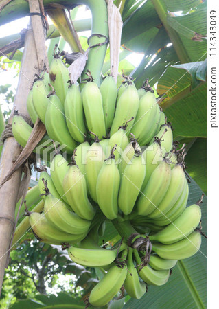 Raw Bananas bunch on farm for harvest Raw Bananas bunch on farm for harvest 114343049