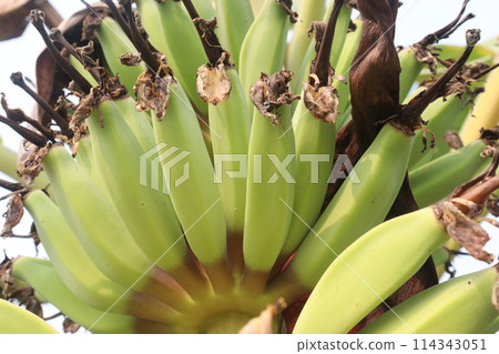 Raw Bananas bunch on farm for harvest Raw Bananas bunch on farm for harvest 114343051