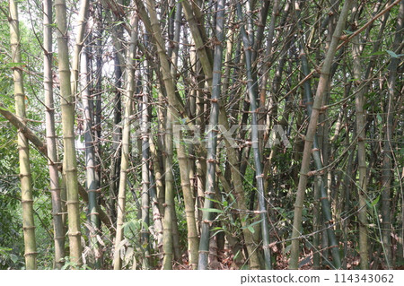 bamboo stock on farm for sell bamboo stock on farm for sell 114343062
