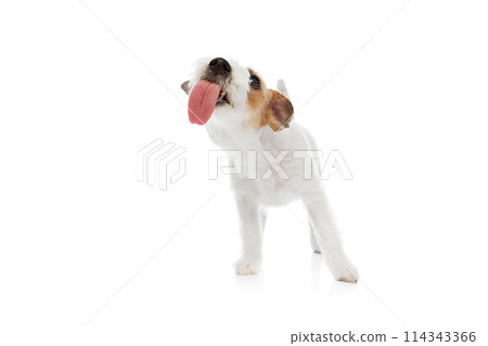 Funny dog, adorable purebred Jack Russell Terrier licking with tongue isolated on white studio background Funny dog, adorable purebred Jack Russell Terrier licking with tongue isolated on white studio background 114343366