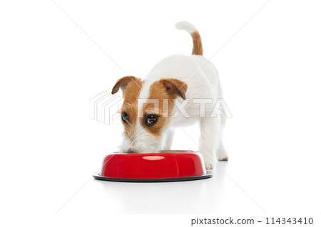 Adorable, cute dog, purebred Jack Russell Terrier eating from red bowl isolated on white studio background Adorable, cute dog, purebred Jack Russell Terrier eating from red bowl isolated on white studio background 114343410