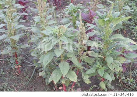 Amaranthus viridis on farm for sell 114343416