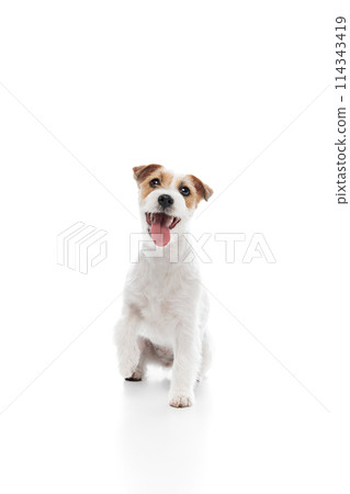 Adorable, happy dog, purebred Jack Russell Terrier sitting, smiling with tongue sticking out isolated on white studio background Adorable, happy dog, purebred Jack Russell Terrier sitting, smiling with tongue sticking out isolated on white studio background 114343419