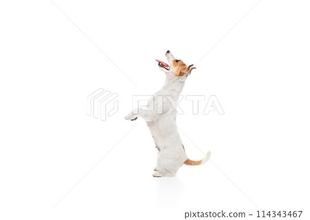 Smart dog, purebred Jack Russell Terrier sitting in hind legs and looking upwards, following commands isolated on white studio background Smart dog, purebred Jack Russell Terrier sitting in hind legs and looking upwards, following commands isolated on white studio background 114343467