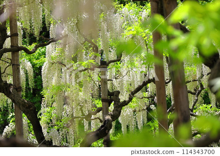 足利花卉公園紫藤花架白紫藤 足利花卉公園紫藤花架白紫藤 114343700