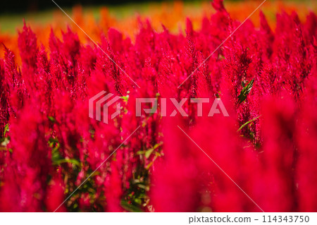 Feathered celosia flowers blooming in autumn forest park 114343750