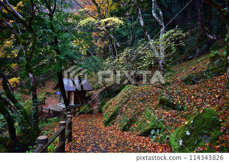 Tottori Autumn leaves Tottori Autumn leaves 114343826