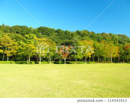 21st century forest and square landscape in autumn with grassland and forest 114343913