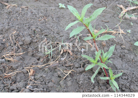 Alligator weed on field is a perennial plant 114344029