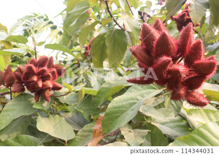achiote on tree for harvest 114344031