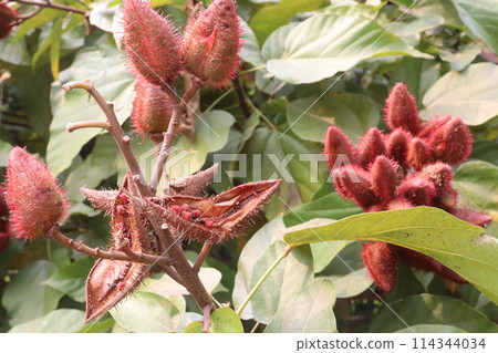 achiote on tree for harvest 114344034
