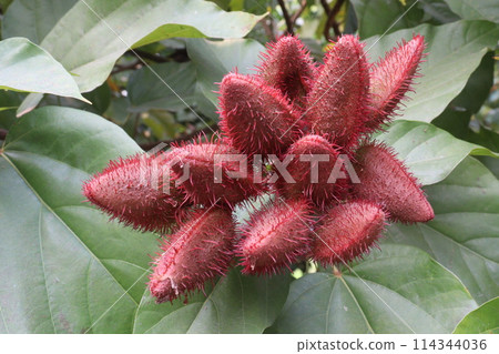 achiote on tree for harvest achiote on tree for harvest 114344036