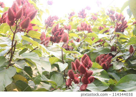 achiote on tree for harvest achiote on tree for harvest 114344038