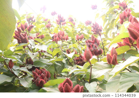 achiote on tree for harvest achiote on tree for harvest 114344039