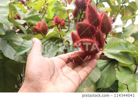 achiote on tree for harvest achiote on tree for harvest 114344041