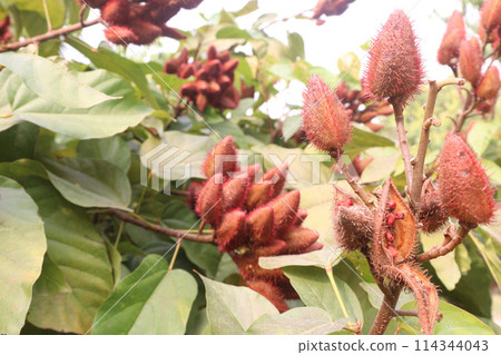 achiote on tree for harvest achiote on tree for harvest 114344043