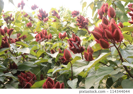 achiote on tree for harvest achiote on tree for harvest 114344044
