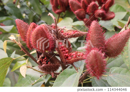 achiote on tree for harvest achiote on tree for harvest 114344046