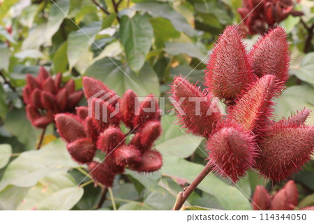 achiote on tree for harvest achiote on tree for harvest 114344050