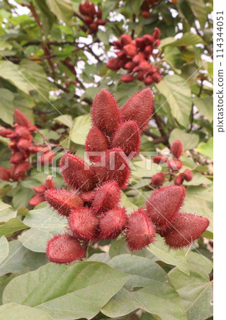 achiote on tree for harvest achiote on tree for harvest 114344051