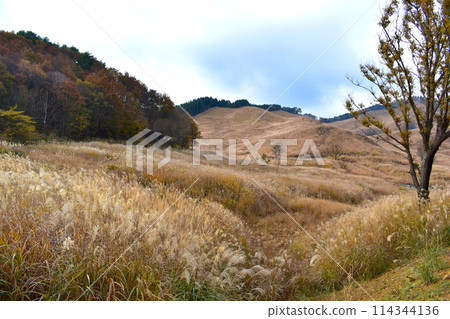 Hyogo Tonomine Plateau Japanese silver grass Hyogo Tonomine Plateau Japanese silver grass 114344136