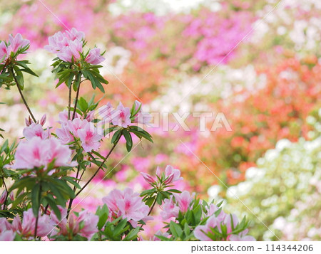 Azaleas at Sabae Nishiyama Park Azaleas at Sabae Nishiyama Park 114344206