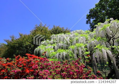 Ashikaga Flower Park: White wisteria and azaleas Ashikaga Flower Park: White wisteria and azaleas 114344207