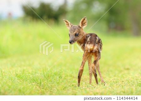 Adorable european roe deer fawn in spring Adorable european roe deer fawn in spring 114344414