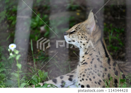 Serval Tama Zoological Park Serval Tama Zoological Park 114344428
