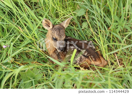 Adorable european roe deer fawn in spring Adorable european roe deer fawn in spring 114344429