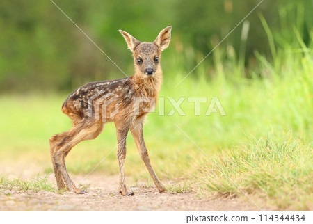 Adorable european roe deer fawn in spring Adorable european roe deer fawn in spring 114344434