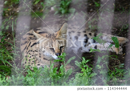 Serval Tama Zoological Park Serval Tama Zoological Park 114344444