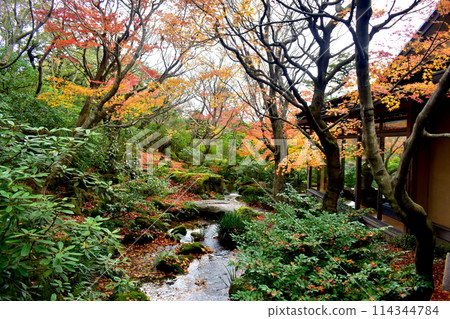 Yushien Garden, Autumn leaves, Shimane, Autumn Yushien Garden, Autumn leaves, Shimane, Autumn 114344784
