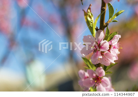 nectarine peach blossom on spring tree nectarine peach blossom on spring tree 114344907