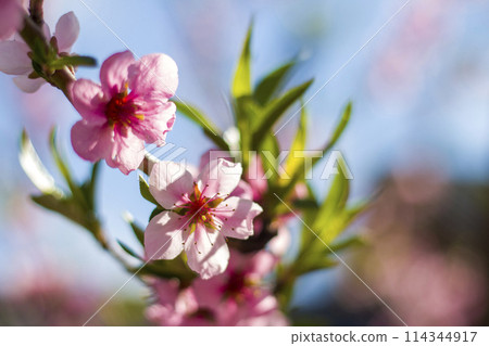 Flower blossom of spring nectarine peach branch Flower blossom of spring nectarine peach branch 114344917