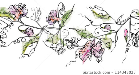 Hand drawn watercolor ink illustration botanical flowers leaves. Sweet everlasting pea, vetch bindweed legume. Seamless banner isolated on white background. Design wedding, love cards, floral shop 114345023