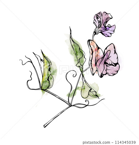 Hand drawn watercolor ink illustration botanical flowers leaves. Sweet everlasting pea, vetch bindweed legume. Branch bouquet isolated on white background. Design wedding, love cards, floral shop 114345039