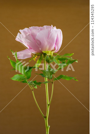 Pink tree peony flower, isolated on brown background Pink tree peony flower, isolated on brown background 114345295