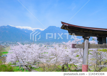 從四神社眺望櫻花樹和北阿爾卑斯山【北安地區池田町】 從四神社眺望櫻花樹和北阿爾卑斯山【北安地區池田町】 114345304