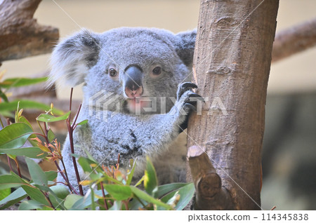 Lively koalas at Tama Zoo 114345838