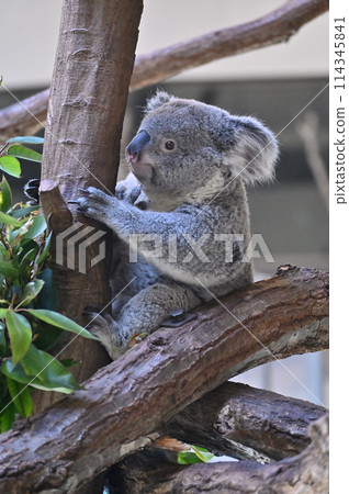 Lively koalas at Tama Zoo 114345841